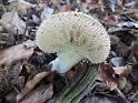 2011-10-02, Pilze (5)